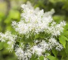 2025年最新】アオダモの庭の人気アイテム - メルカリ