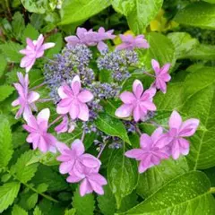 専用nanana様アジサイ抜き苗、利休梅カット苗、ハナセンナ抜き苗１株　三点