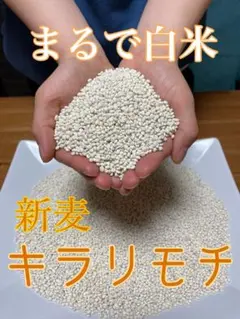 送料込み！新麦　令和7年産キラリモチ　もち麦　1.5kg国産のサムネイル