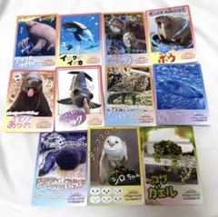 鳥羽水族館 第2弾 コレクションカード ラッコ キラメイ 他39枚 - メルカリ