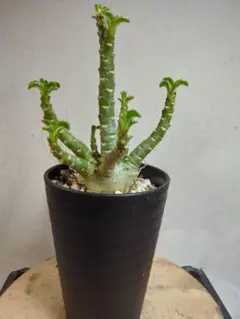 【コレクション株】アデニウム 獅子葉DHAドーセットホーンエンペラー コレクション株】アデニウム 獅子葉DHAドーセットホーン