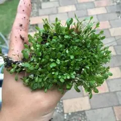 ヨッシー様 リクエスト 4点 まとめ商品