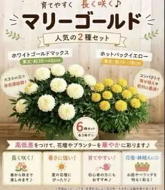 マリーゴールド 花苗 白花＆黄花 2種6苗セット ガーデニング 花壇 寄せ植えのサムネイル