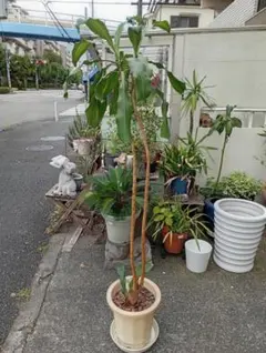 らっきょう竹苗木盆栽仕立て - メルカリ