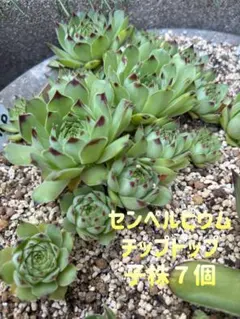 センペルビウム 大紫杯 大型種 迫力・:*+.(( °ω° ))/.:+ - メルカリ