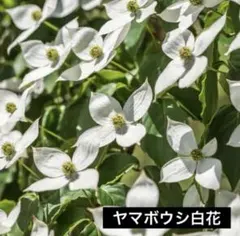 ヤマボウシ②白花　超特大‼️約118㎝　6号ポット苗木　メルカリ便※ポットごと発送 ヤマボウシ②赤花 超特大‼️約122㎝ 6号ポット苗木 メルカリ便※ポット