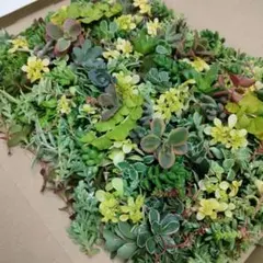 セダム　詰め合わせ20種類　カット苗　ネコポス匿名発送