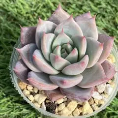 ココ様 リクエスト 3点まとめ商品