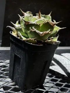 Agave titanota Griffin 中株　グリフィン　イラン株 Agave titanota Griffin 中株 グリフィン イラン株 - メルカリ