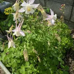 西洋オダマキ　キリガミ　ピンクホワイト　花の種