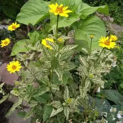 ベニオ様 リクエスト 2点 まとめ商品