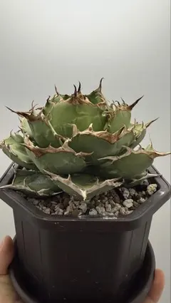 2025年最新】オテロイ 実生 子株の人気アイテム - メルカリ