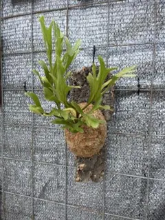 P.ridleyi wild リドレイ ワイルド ビカクシダ コルク板付け19 - メルカリ