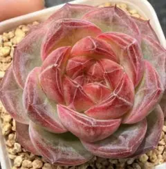 新入荷 赤魔王 エケベリア 多肉植物 1苗 - メルカリ