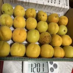 岩手県産　約1.1キロ　完熟訳あり①のサムネイル