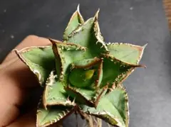 気まぐれ値下げ【アガベ チタノタ 麻花龍 OC株 Lize産】/ 星空金蟾