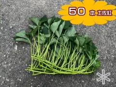 鹿児島県産 シルクスイート差し苗 50本 | Mercari