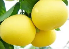 あめり様 リクエスト 5点 まとめ商品