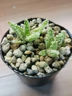 2025年最新】アロエ テンプラの人気アイテム - メルカリ