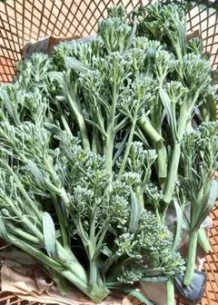 朝採り新鮮 ブロッコリーのわき芽、ネコポスいっぱい、農薬不使用