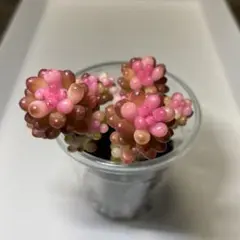 2026年最新】レッドベリー錦の人気アイテム - メルカリ