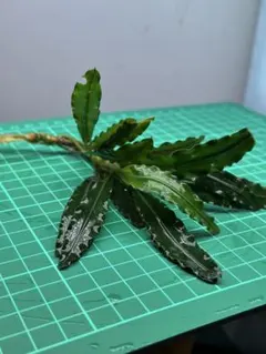 ブセファランドラ29種セット ブセファランドラ29種セット ブセファランドラ29種セット