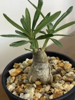 2025年最新】パキポディウム サキュレンタムの人気アイテム