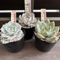 ㊳大きめ苗! 青鬼❣️祭囃子❣️紅染華❣️龍鱗蓮華❣️白銀姫❣️メルカリ便込 ㊳大きめ苗! 青鬼❣️祭囃子❣️紅染華❣️龍鱗蓮華