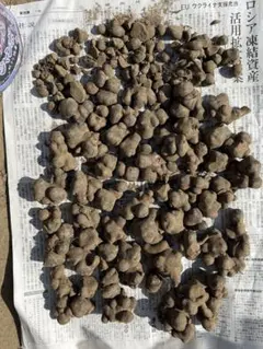 ヤーコン種芋　品種はアンデスの雪