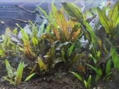 Ｂobby様 リクエスト 2点 まとめ商品