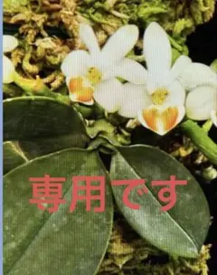 hiro様専用です。