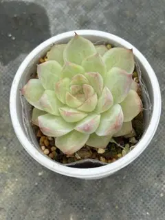 多肉植物 ピーチゼリー - メルカリ