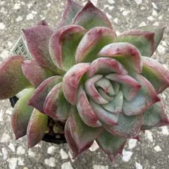 アエオニウム 甜茶錦 抜き苗 4-5頭 多肉植物 - メルカリ