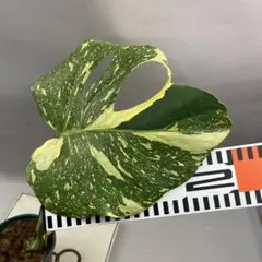 早い者勝ちお得セット】モンステラ デリシオーサ ポンポン&ミント
