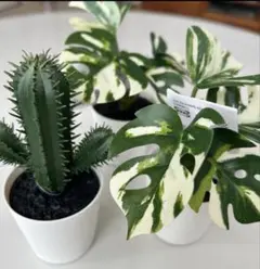 【新品3個】大人気 イケア フェイカ 人工観葉植物 斑入りモンステラ/サボテンのサムネイル
