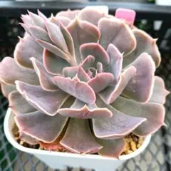 プリンセスティアラ 抜き苗 多肉植物 ミックスベリア おらいさん苗