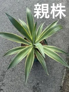 Agave desmettiana アガベ ベネズエラ - メルカリ