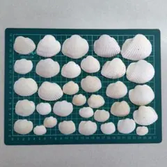 【34個セット】貝殻