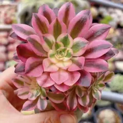 多肉植物。アエオニウム。七彩石法師錦抜き苗 アエオニウム・七彩石錦 - メルカリ