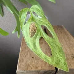 Akr green様 リクエスト 2点 まとめ商品