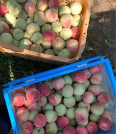 19.お買得福島産 朝採り硬桃 若桃5kg家庭加工用 玉数おまかせ - メルカリ