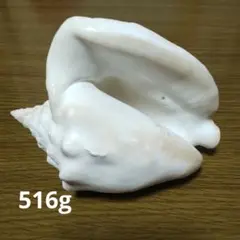 ホワイト貝殻 　516g