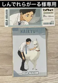 ハイキュー 東武動物公園 赤葦 京治 レプリカチケット ポストカード