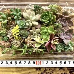 多肉植物 カット苗 詰め合わせセット Ｂ（寄せ植え、初心者向け） 15種33苗