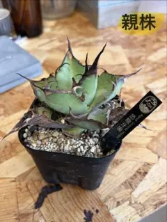 Agave titanota Hades 恐竜牙歯 観葉植物のサムネイル
