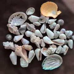 天然貝殻セット　天草の海 様々なサイズと色