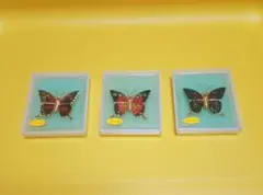 【昭和レトロ】蝶々のキラキラブローチ　バタフライ　台湾　タロコ　お土産　未使用