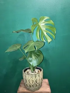 根上がり モンステラ 天然苔仕立て 陶器鉢 植え込み発送 - メルカリ
