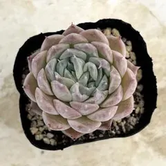 多肉　エルサ　③　抜き苗 エルサ 抜き苗 多肉植物 エケベリア - メルカリ