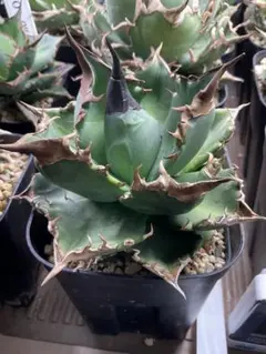 2025年最新】緑犀牛の人気アイテム - メルカリ